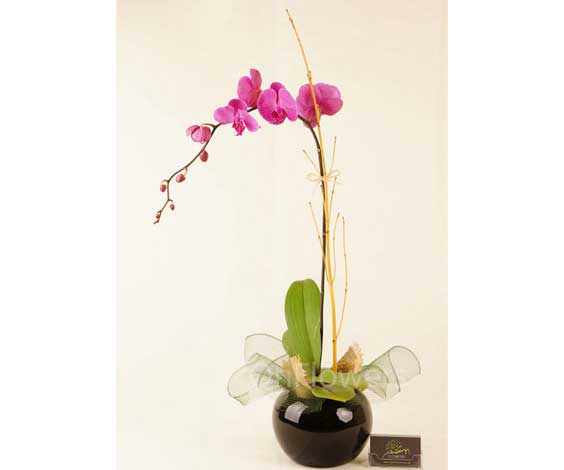 orchid-plant